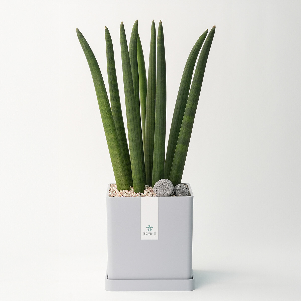 스투키 모던라인 1호