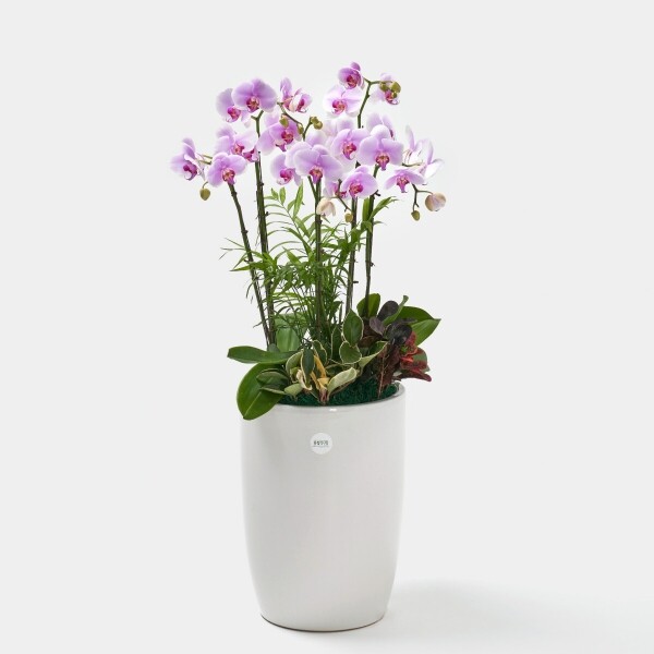 꽃집청년들,연분홍호접란 클래식 3호