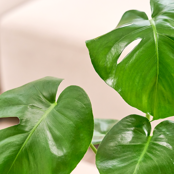 꽃집청년들,몬스테라 모던라인 미니