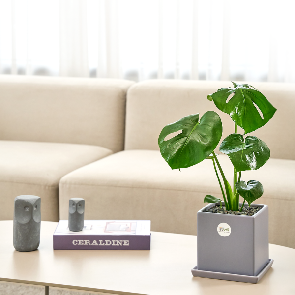 꽃집청년들,몬스테라 모던라인 미니