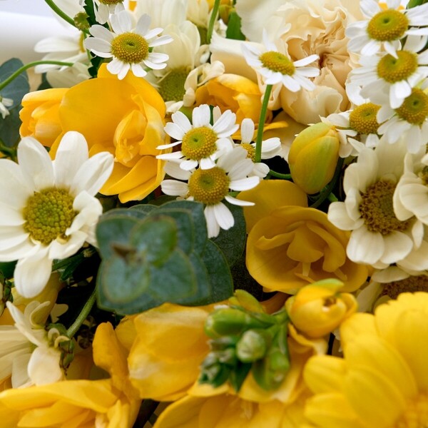 꽃집청년들,봄봄 프리지아