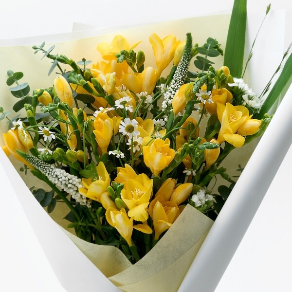 꽃집청년들,봄햇살 프리지아