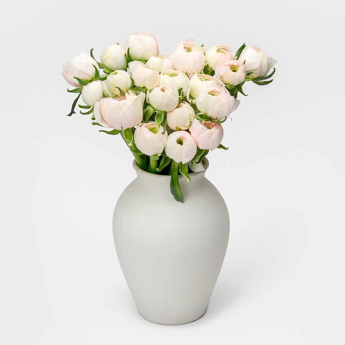 라넌큘러스 하노이 5대