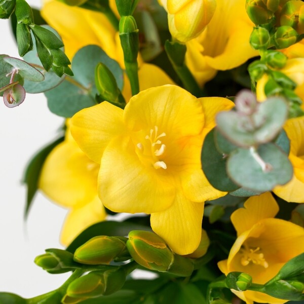 꽃집청년들,봄향기 솔솔~ 프리지아