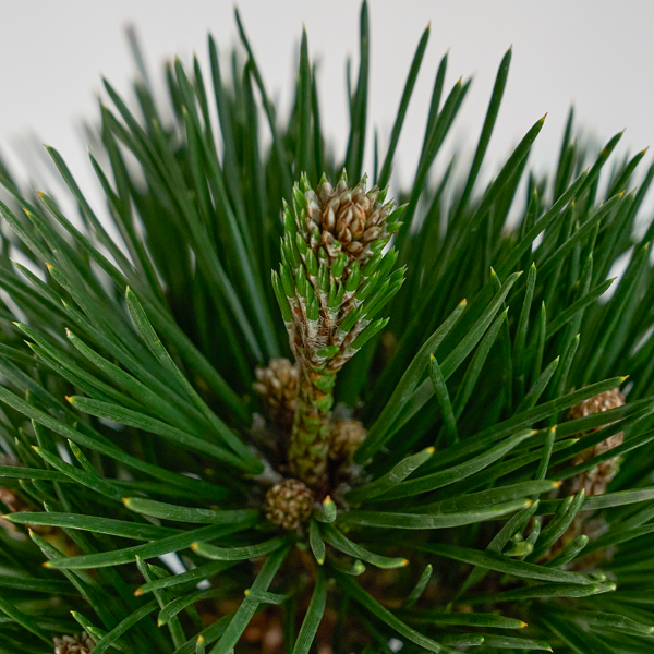 꽃집청년들,미니 소나무 분재_화이트