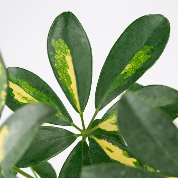 꽃집청년들,무늬 홍콩야자 쉐프렐라(서울한정)