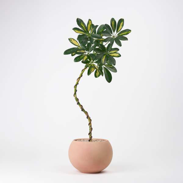 꽃집청년들,무늬 홍콩야자 쉐프렐라(서울한정)