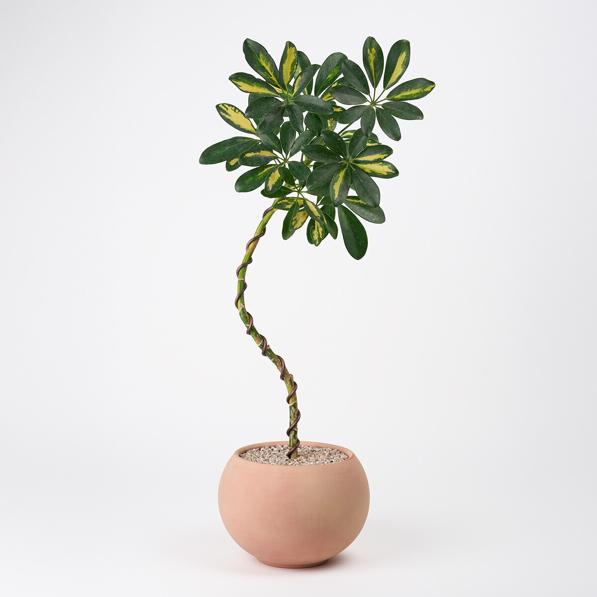 무늬 홍콩야자 쉐프렐라(서울한정)