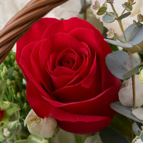 꽃집청년들,레드슈가