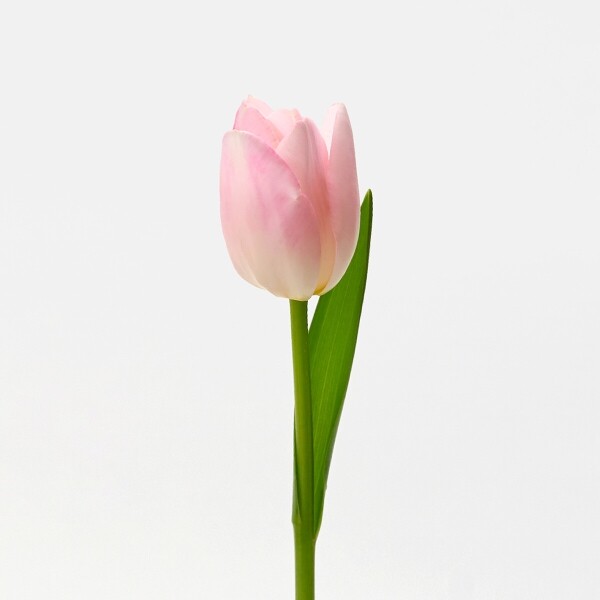 꽃집청년들,MIX 튤립