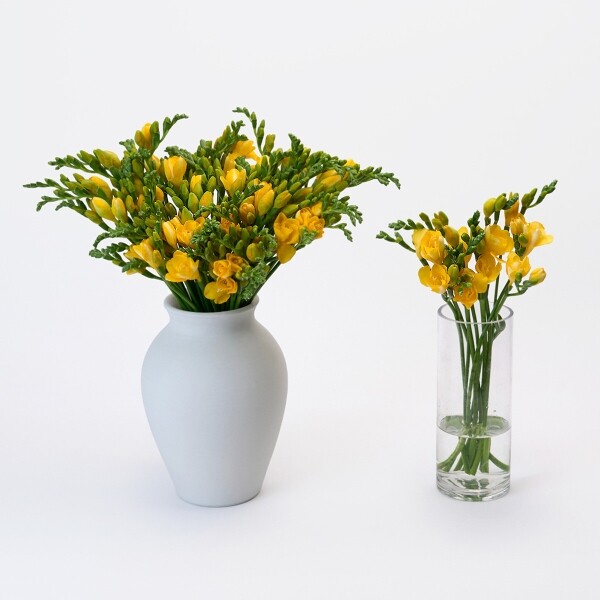 꽃집청년들,프리지아 10대