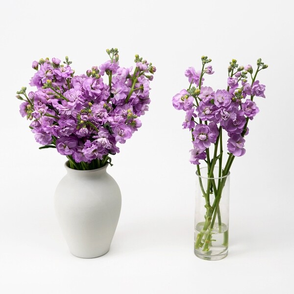 꽃집청년들,스토크 라벤더 3대