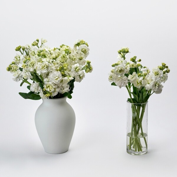 꽃집청년들,스토크 화이트 3대