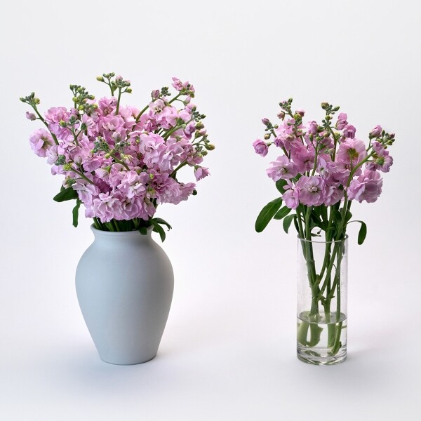 꽃집청년들,스토크 핑크 3대