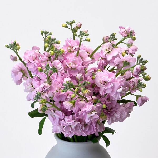 꽃집청년들,스토크 핑크 3대