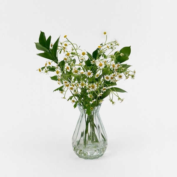 꽃집청년들,마트리카리아 5대