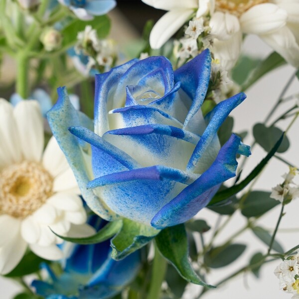 꽃집청년들,마이 유스, 딥블루