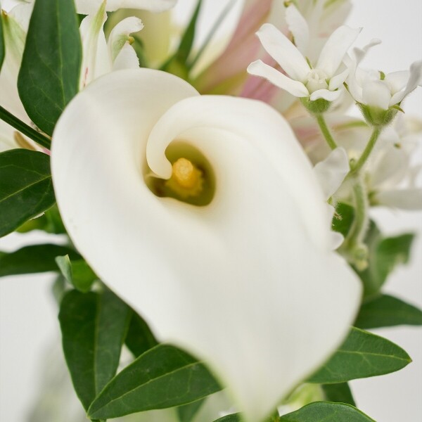 꽃집청년들,마이 유스, 위시