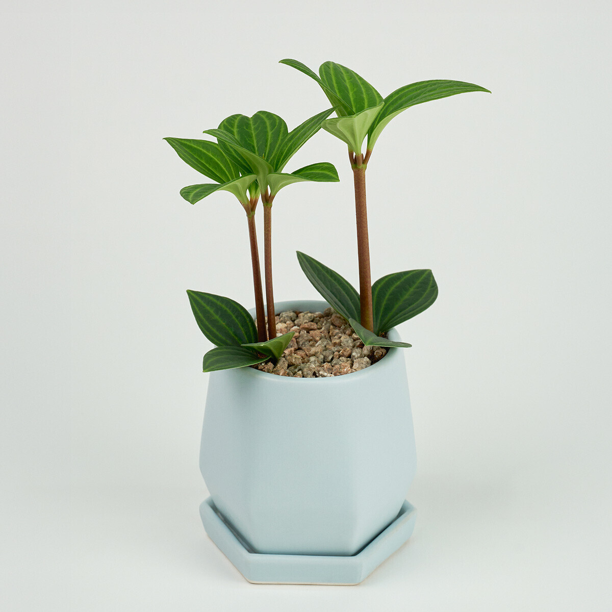 미니 홀리아페페