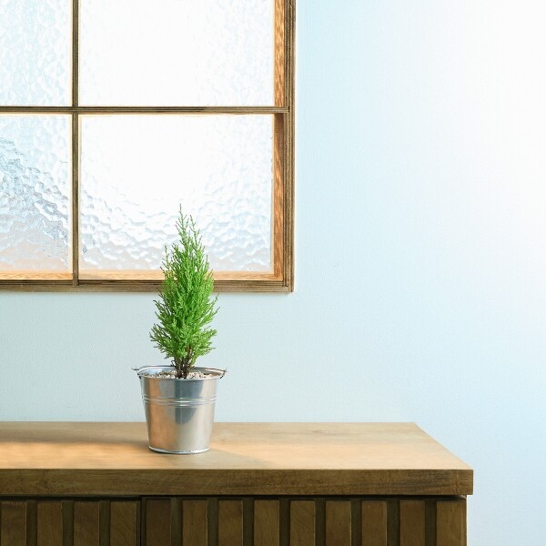 꽃집청년들,미니 율마 양동이 화분