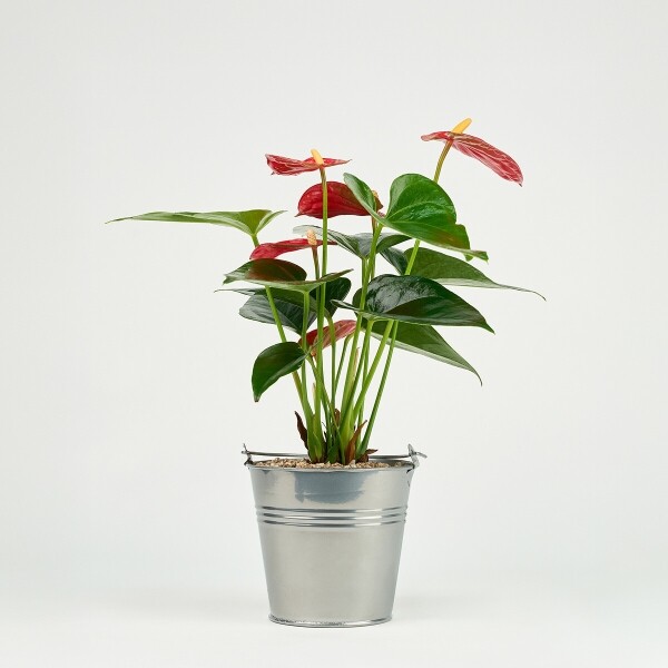 꽃집청년들,미니 안시리움 양동이 화분