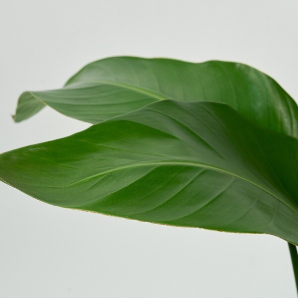 꽃집청년들,극락조 양동이 화분(서울한정)