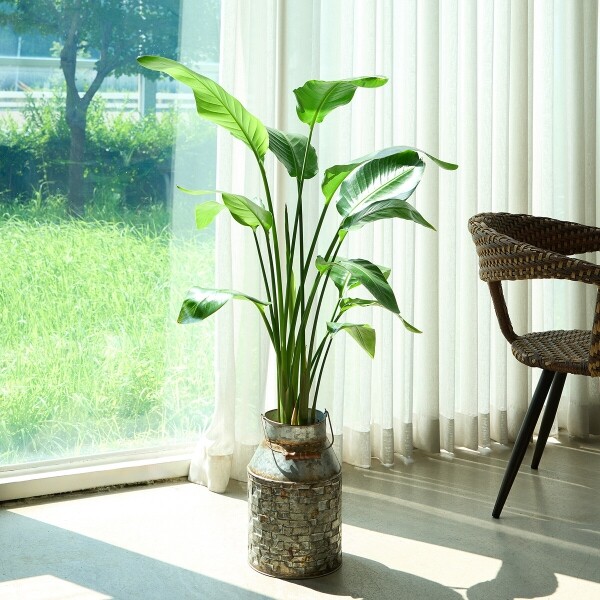 꽃집청년들,극락조 양동이 화분(서울한정)