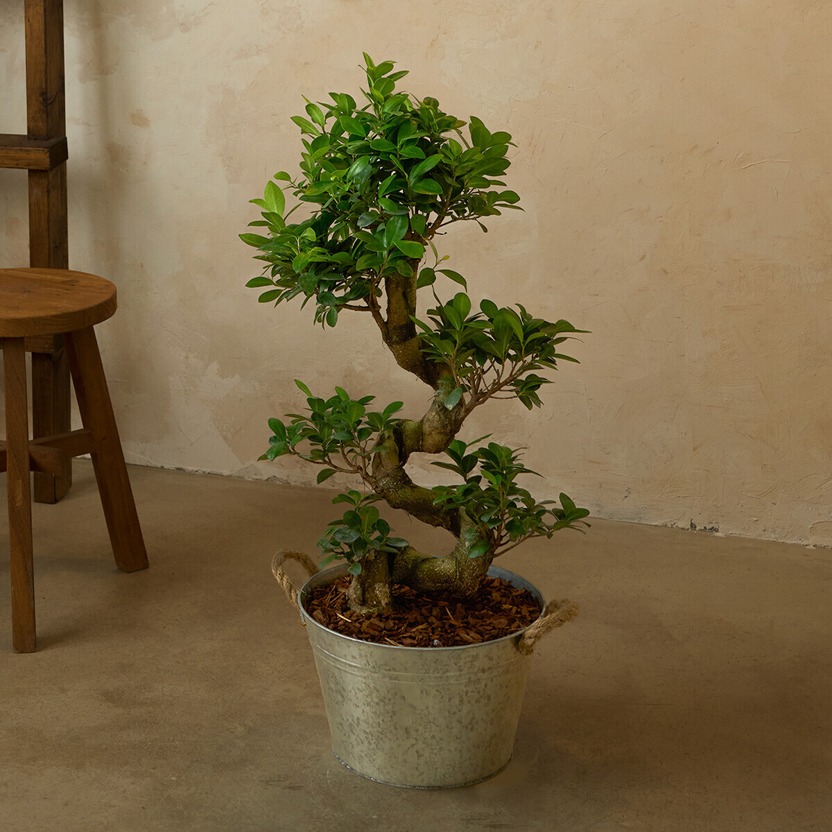 가지마루 양동이 화분(서울한정)