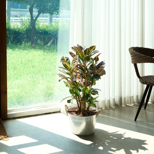 꽃집청년들,크로톤 양동이 화분(서울한정)