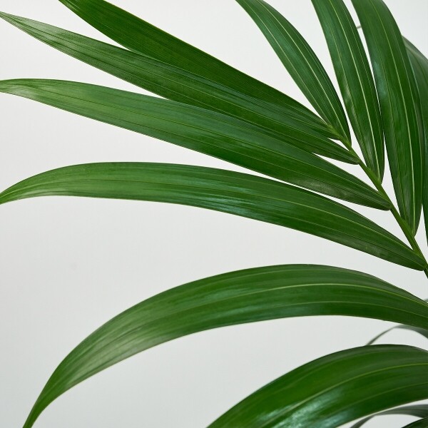 꽃집청년들,겐차야자 양동이 화분(서울한정)