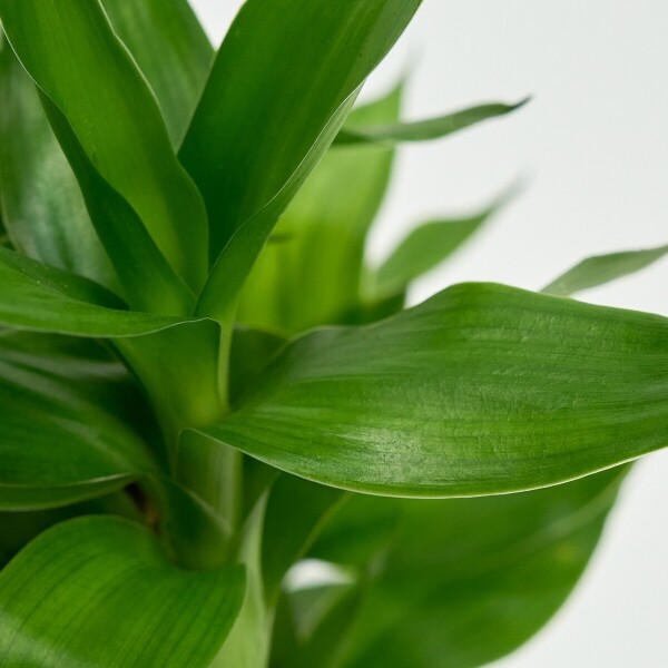 꽃집청년들,미니 연화죽 양동이 화분