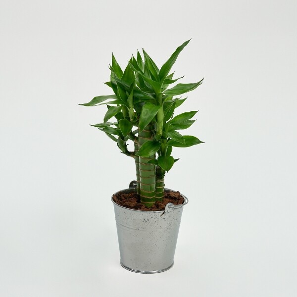 꽃집청년들,미니 연화죽 양동이 화분