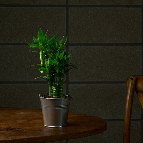 꽃집청년들,미니 연화죽 양동이 화분