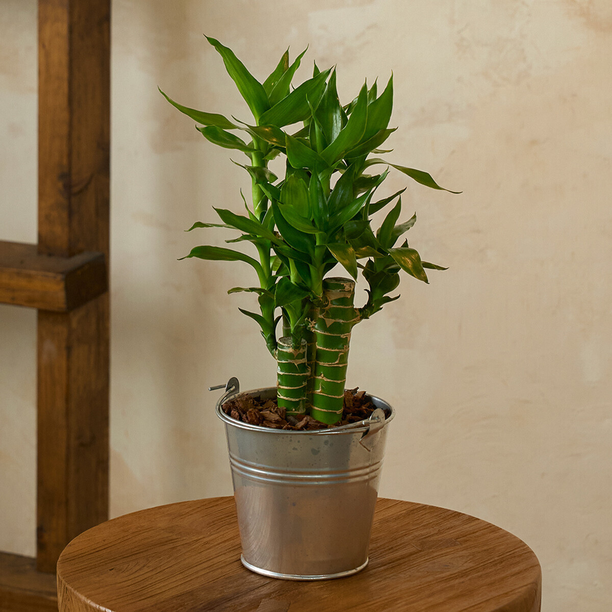 미니 연화죽 양동이 화분