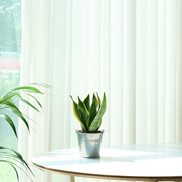 꽃집청년들,미니 산세베리아 양동이 화분