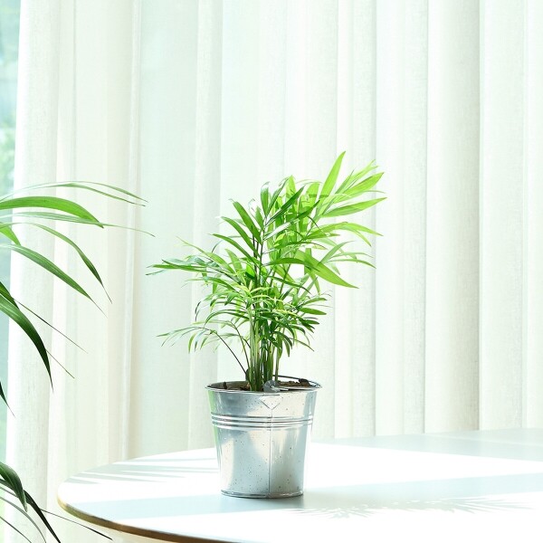 꽃집청년들,미니 테이블야자 양동이 화분