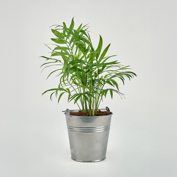 꽃집청년들,미니 테이블야자 양동이 화분