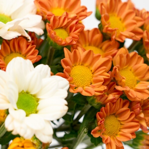 꽃집청년들,MIX 옐로우소국