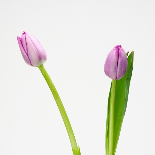 꽃집청년들,보라 튤립 5대