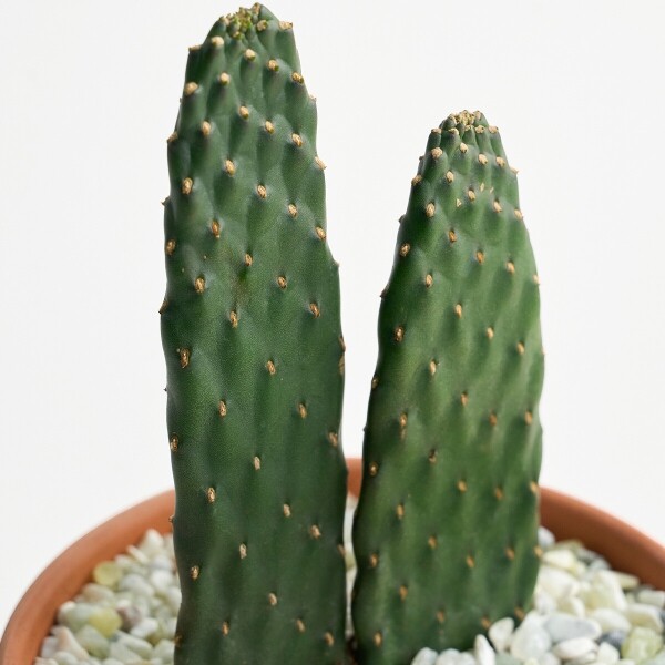 꽃집청년들,마이 유스, 미니 선인장