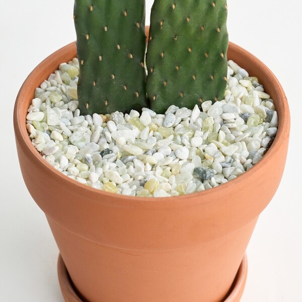 꽃집청년들,마이 유스, 미니 선인장