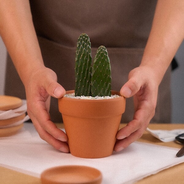 꽃집청년들,마이 유스, 미니 선인장