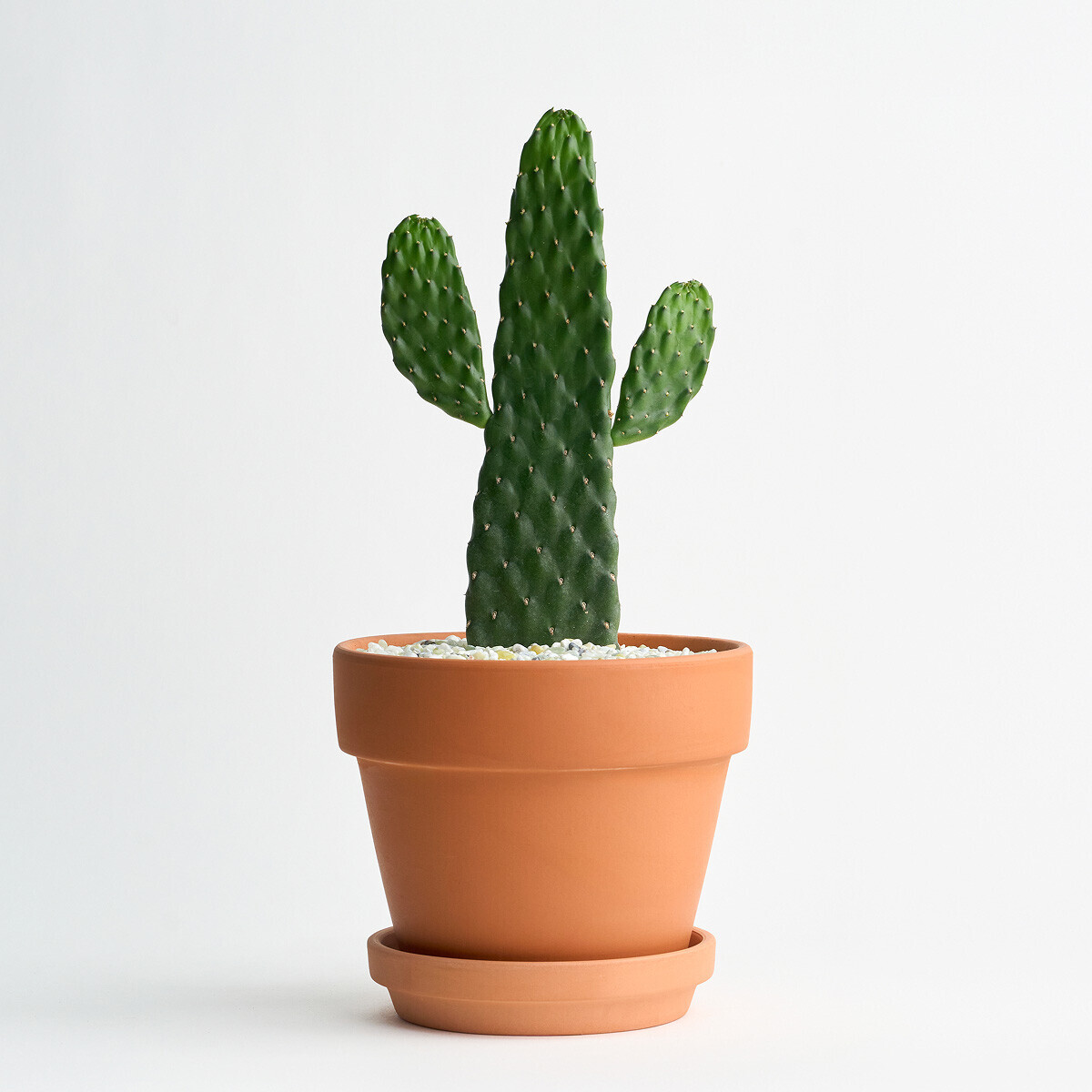 미니 만세 선인장(서울한정)