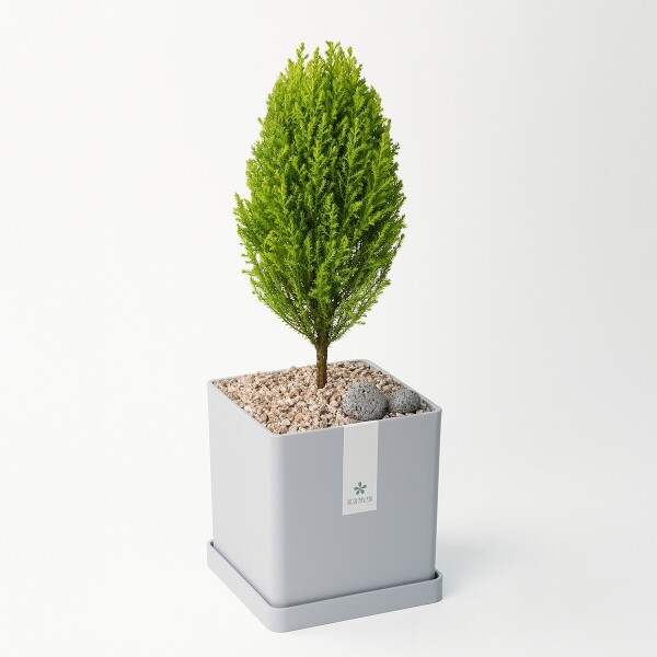 꽃집청년들,율마 모던라인 1호