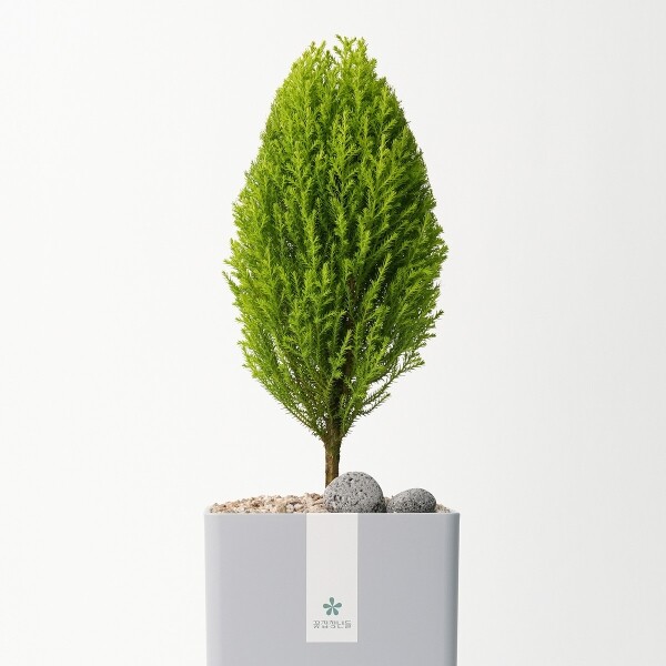 꽃집청년들,율마 모던라인 1호