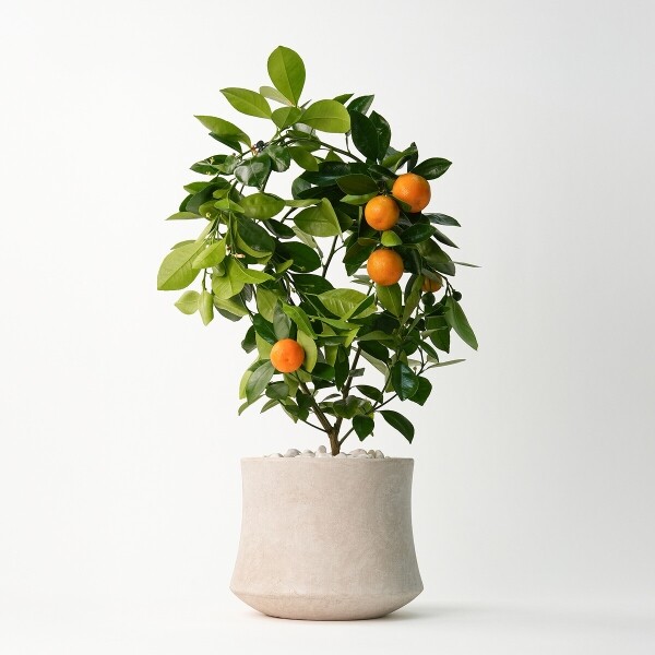 꽃집청년들,라임오렌지(서울한정)