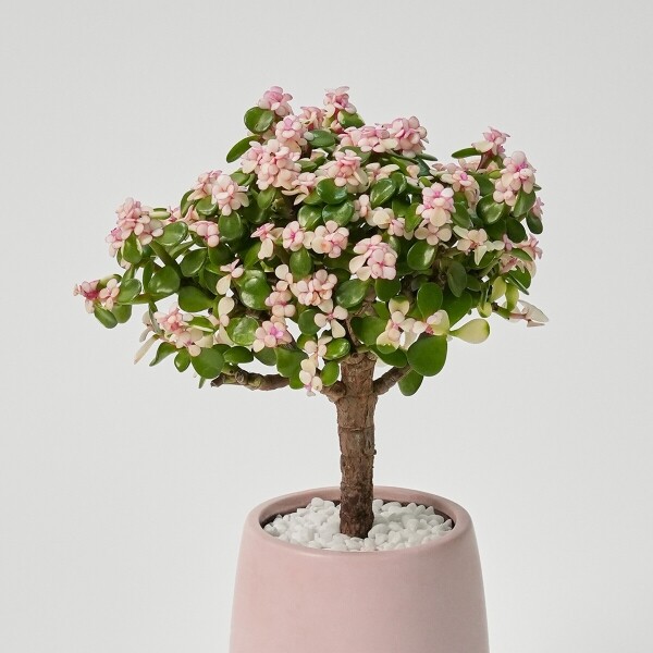 꽃집청년들,미니 핑크 아악무