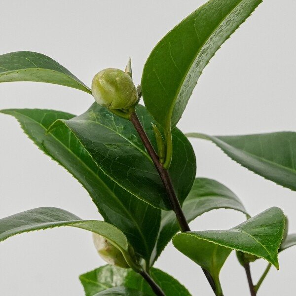 꽃집청년들,미니 동백나무