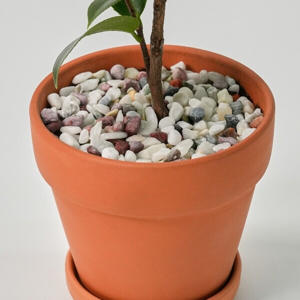 꽃집청년들,미니 동백나무