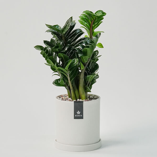 미니 보석금전수